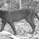Illustration for article titled Scientists Do a Simple Camera Hack And Reveal Black Leopards Spots